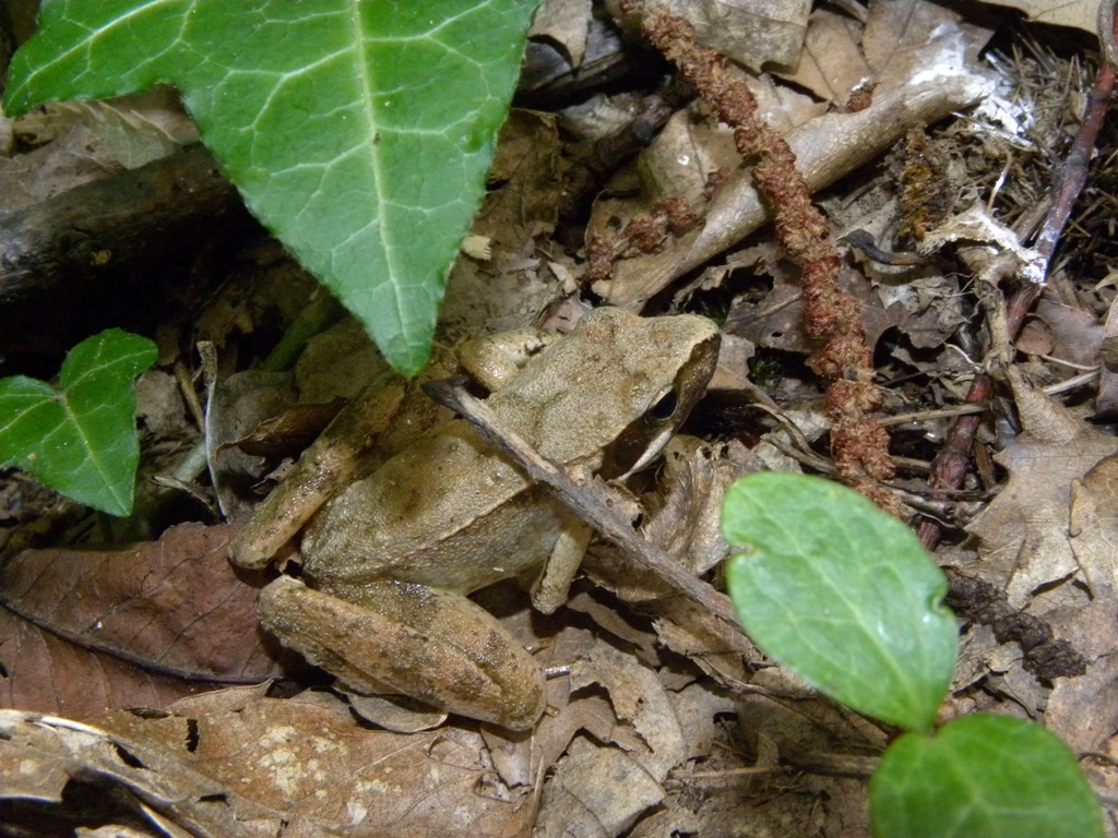 Rana latastei Boulenger, 1879