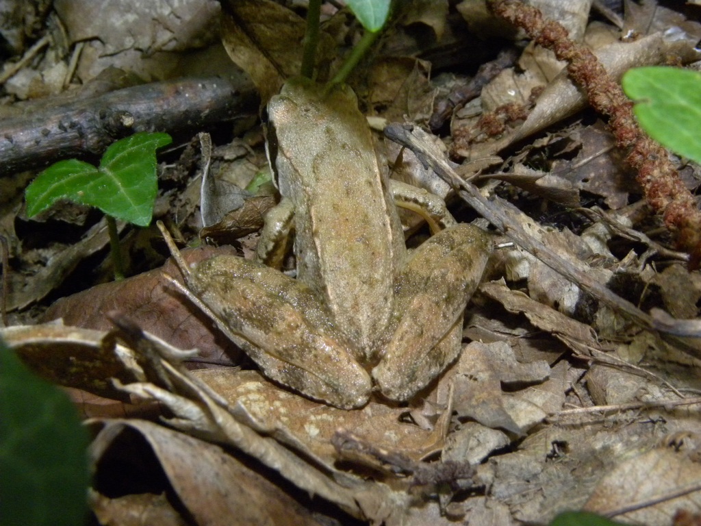 Rana latastei Boulenger, 1879
