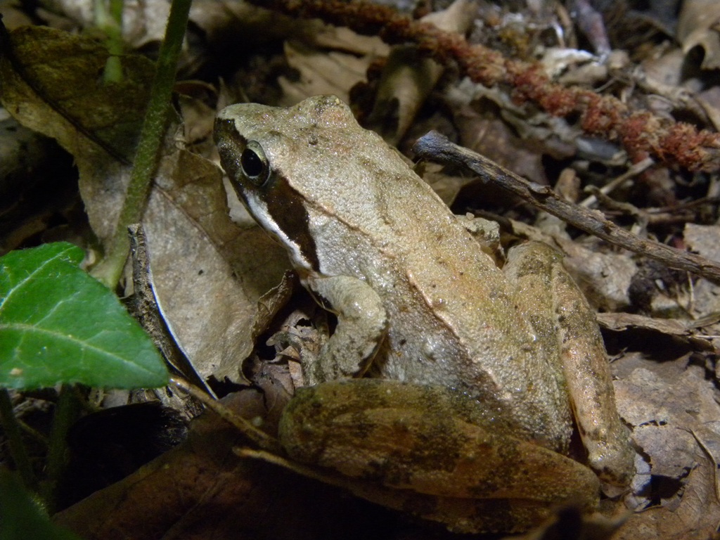 Rana latastei Boulenger, 1879