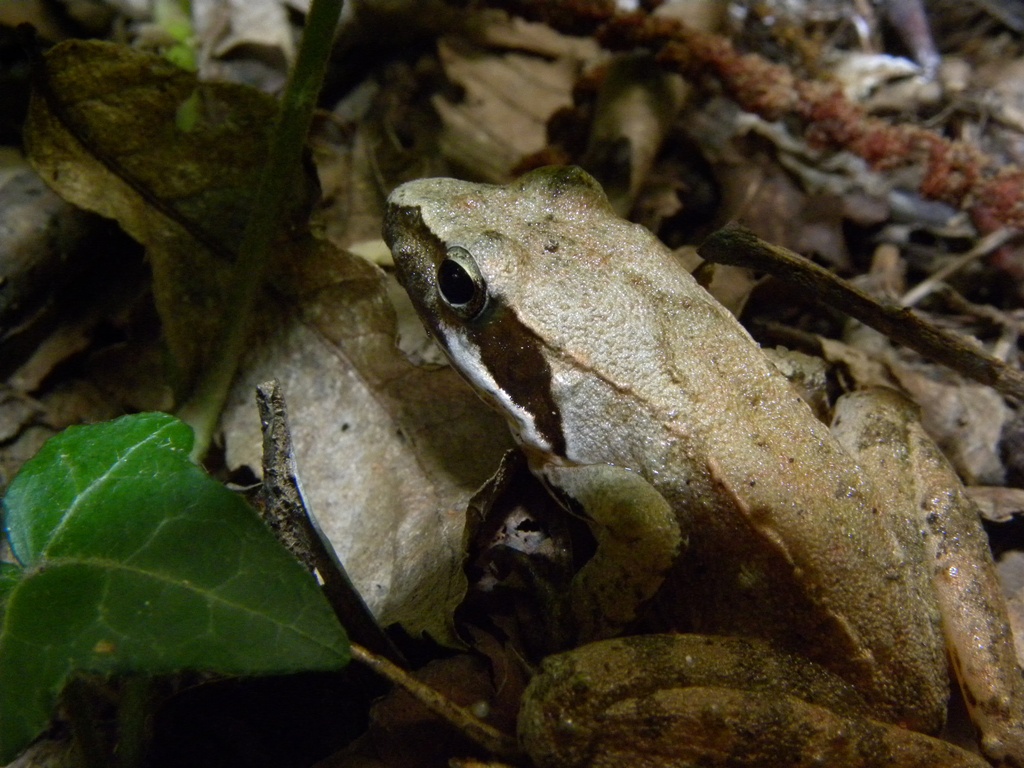 Rana latastei Boulenger, 1879