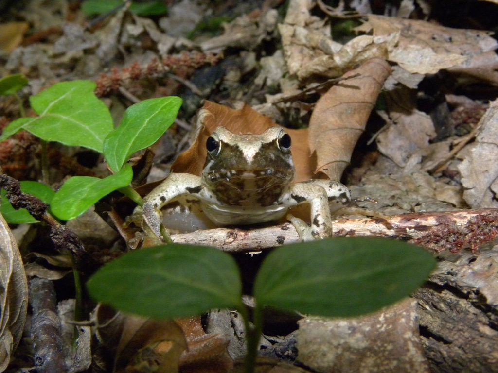 Rana latastei Boulenger, 1879