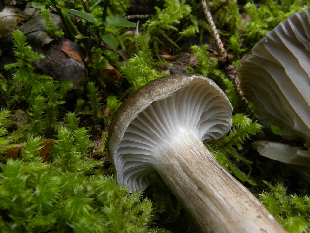 Hygrophorus camarophyllus - Val Pesarina (UD)