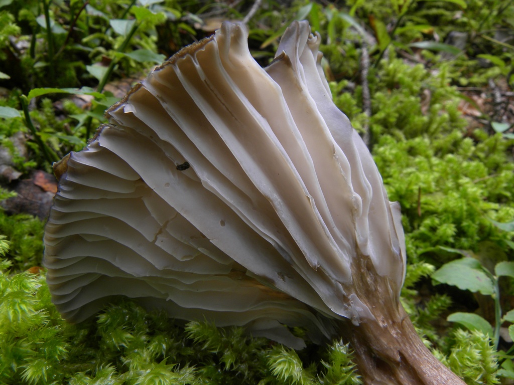 Hygrophorus camarophyllus - Val Pesarina (UD)
