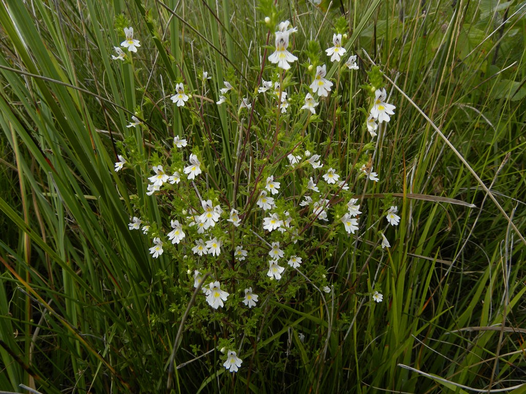 Euphrasia marchesettii / Eufrasia di Marchesetti