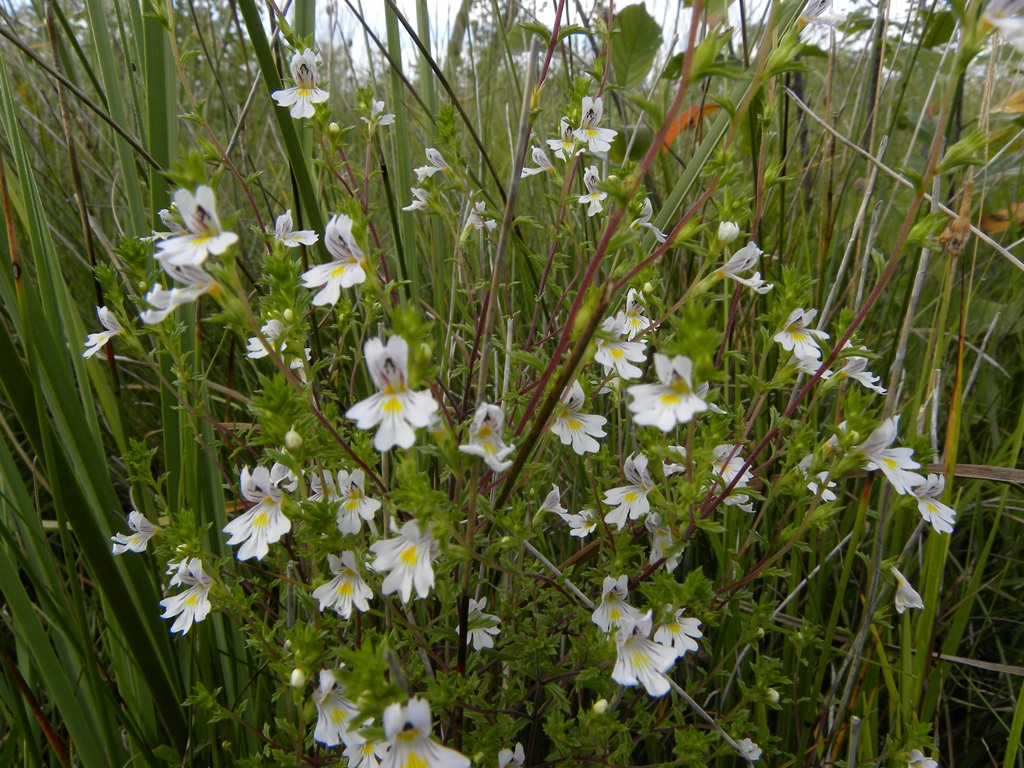 Euphrasia marchesettii / Eufrasia di Marchesetti
