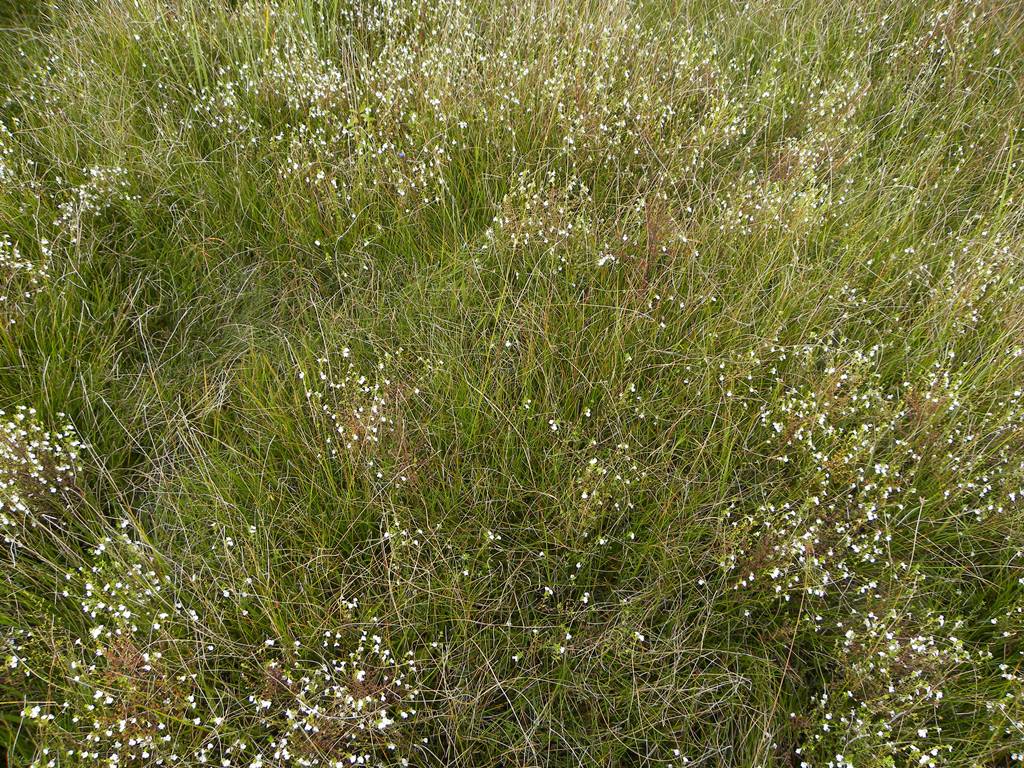 Euphrasia marchesettii / Eufrasia di Marchesetti