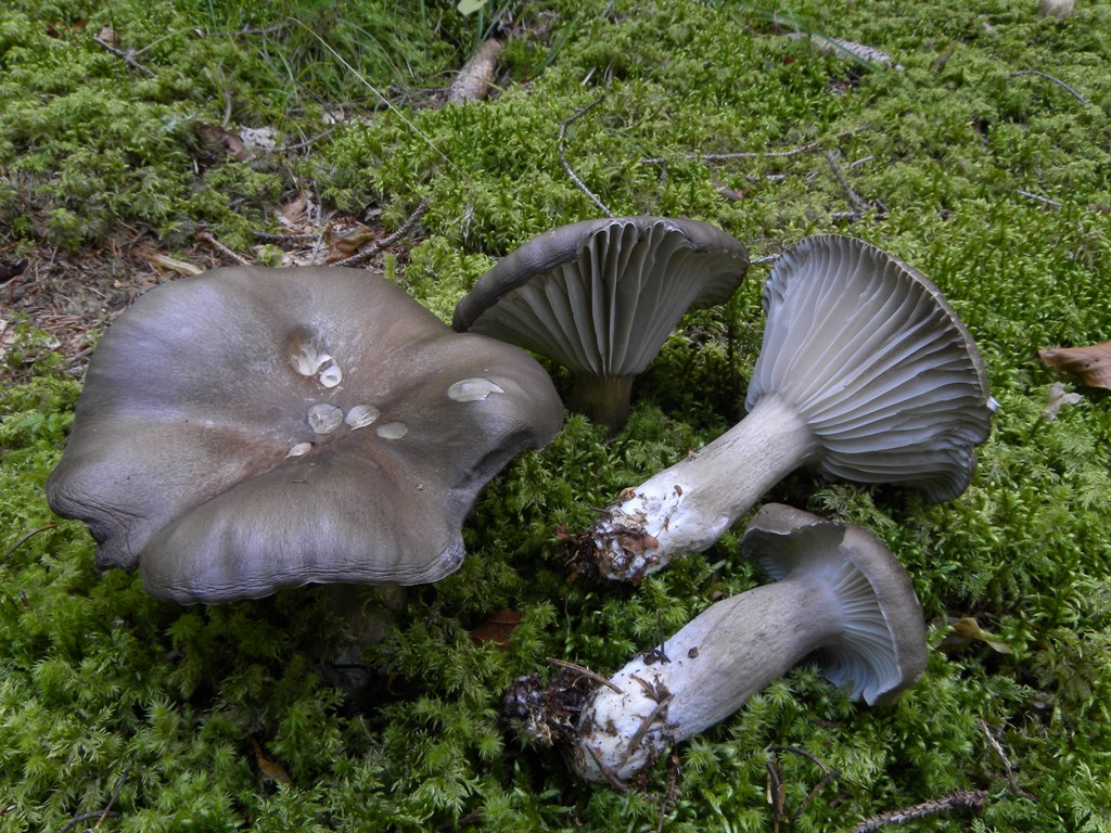 Hygrophorus camarophyllus - Val Pesarina (UD)
