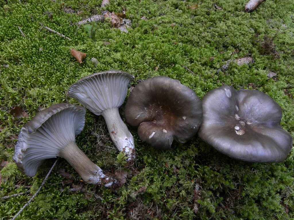Hygrophorus camarophyllus - Val Pesarina (UD)