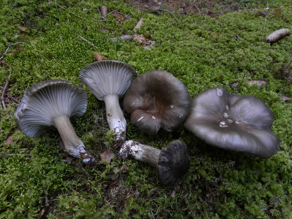 Hygrophorus camarophyllus - Val Pesarina (UD)