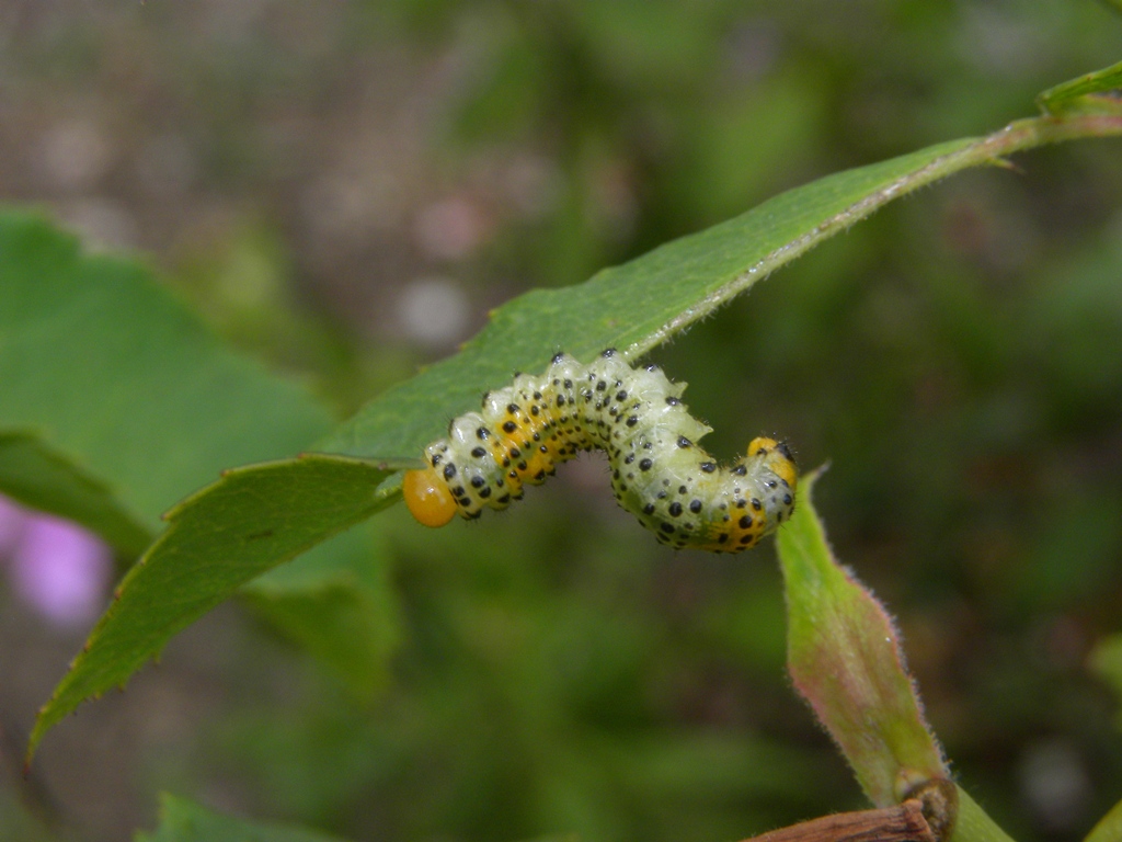 Bruco di Arge ochropus (ex Arge rosae)