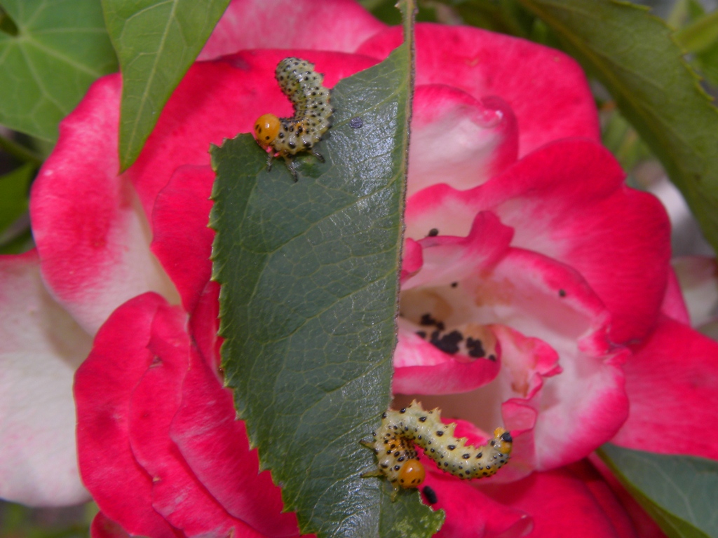 Bruco di Arge ochropus (ex Arge rosae)