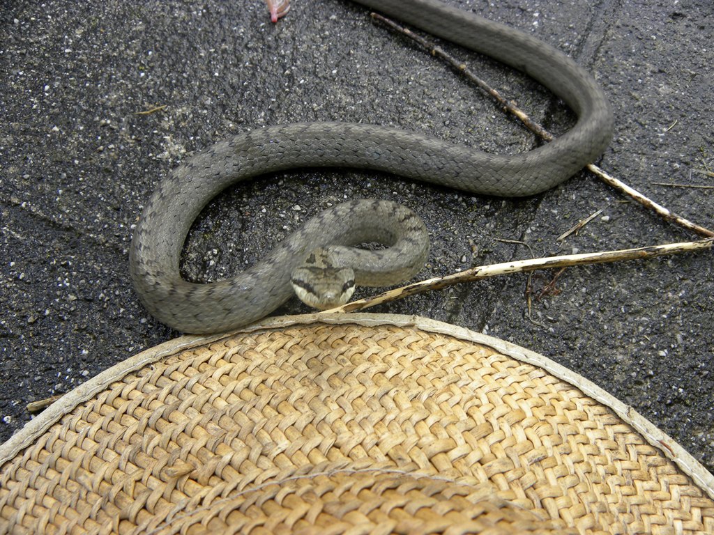 Coronella austriaca?
