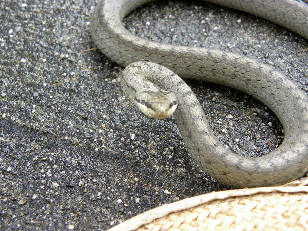 Coronella austriaca?