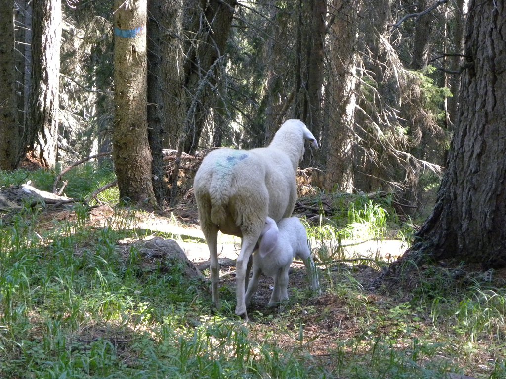 A ognuno il suo SEDERE!