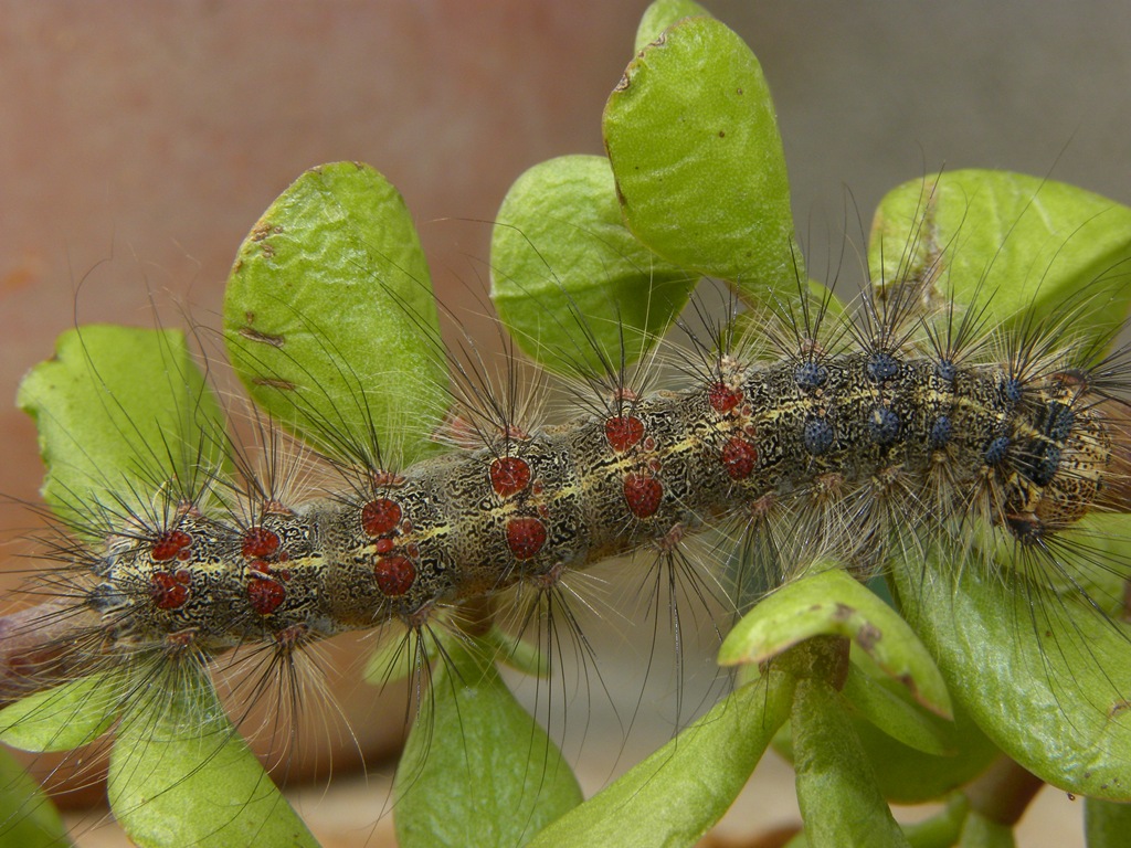 Lymantria dispar (bruco)