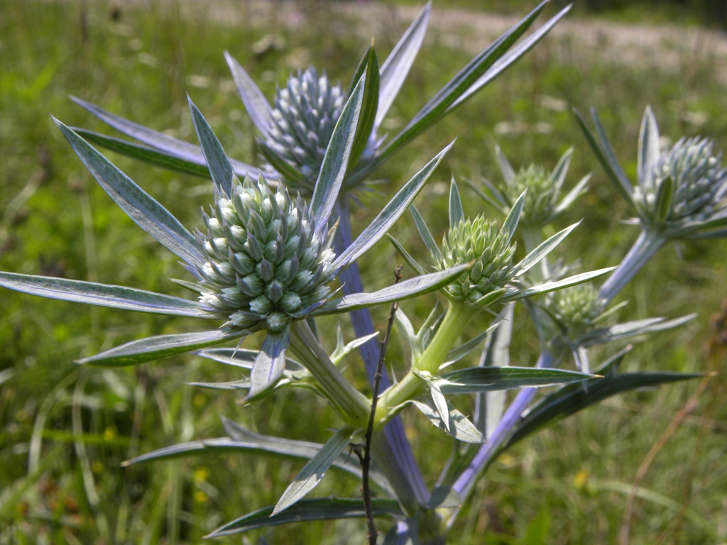 Eryngium amethystinum / Calcatreppola ametistina