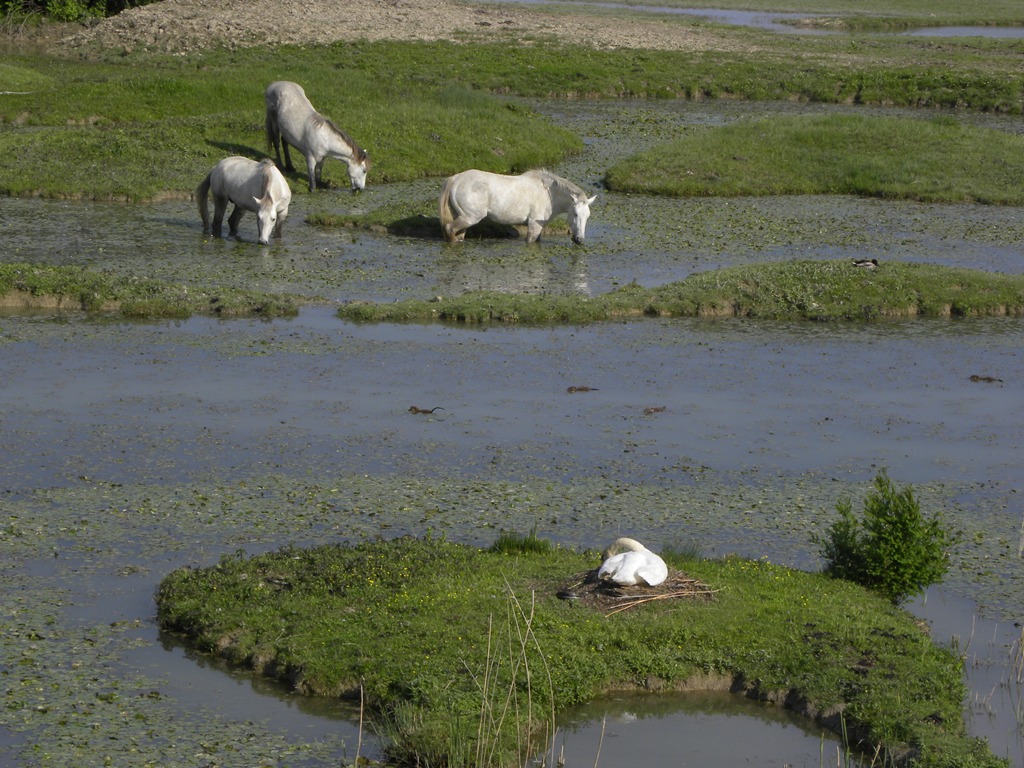 Di chi sar� mai questa cacchina qui?