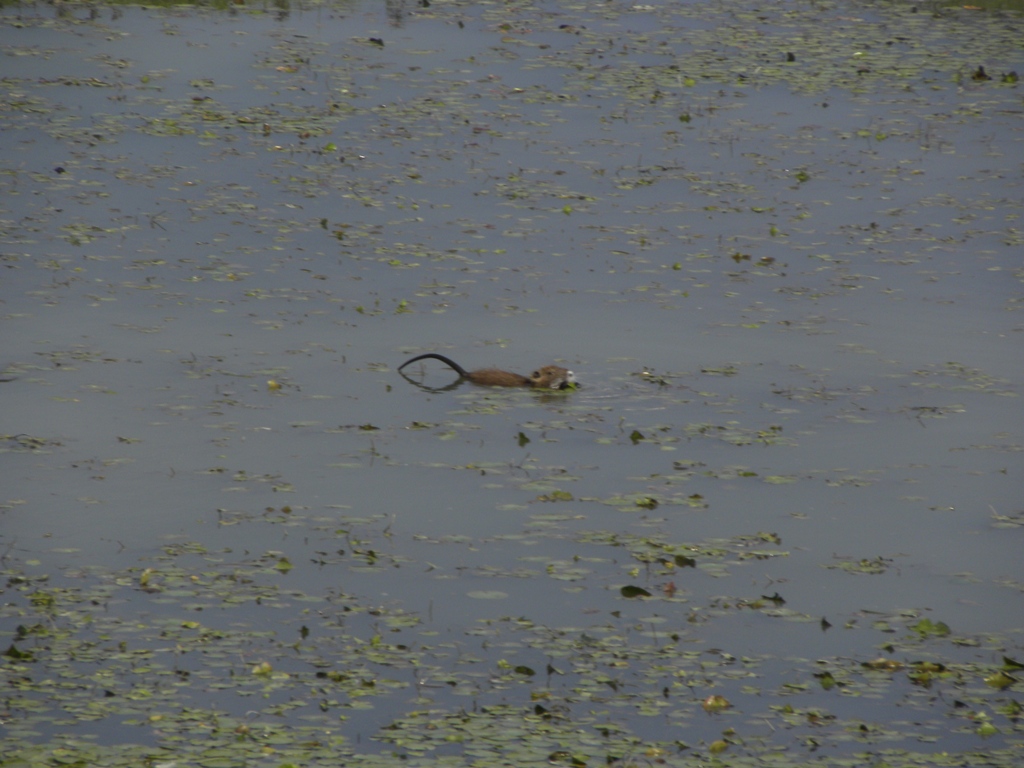 Di chi sar� mai questa cacchina qui?