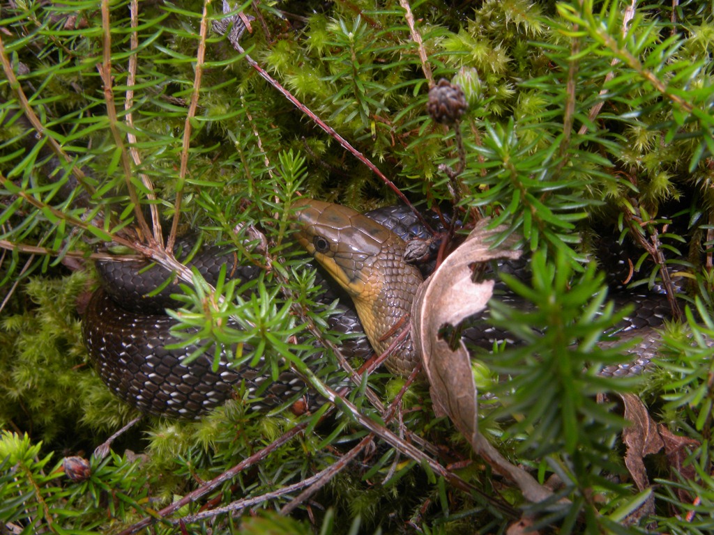 Zamenis longissimus