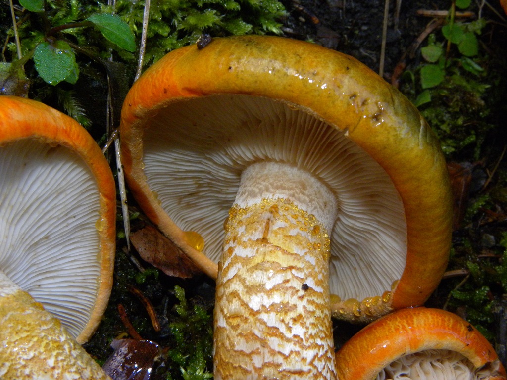 Appariscente arancione