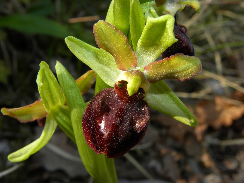 Ophrys sphegodes Miller