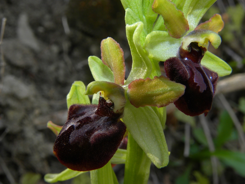 Ophrys sphegodes Miller