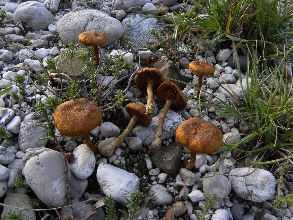 Piccolo cortinarius?