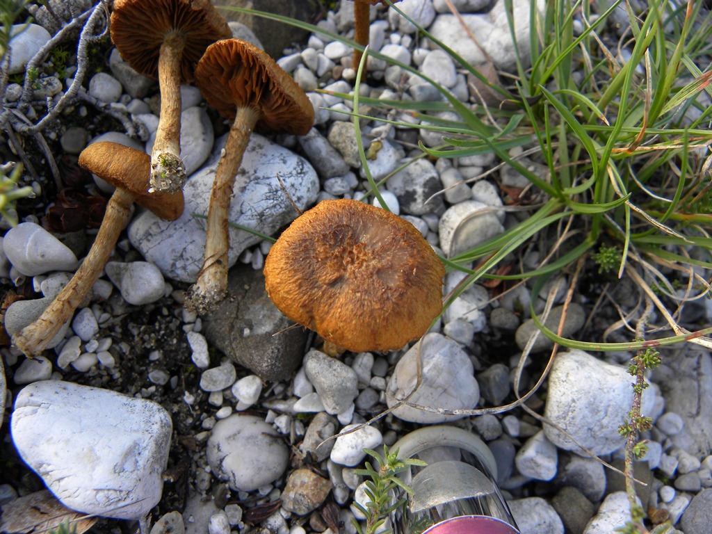 Piccolo cortinarius?