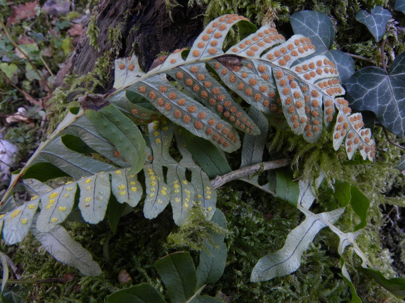 Polypodium vulgare / polipodio comune
