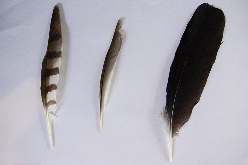 Penne da identificare, Svizzera