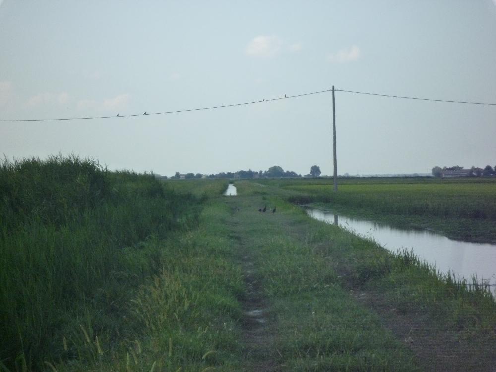 Mignattai a Jolanda (FE)