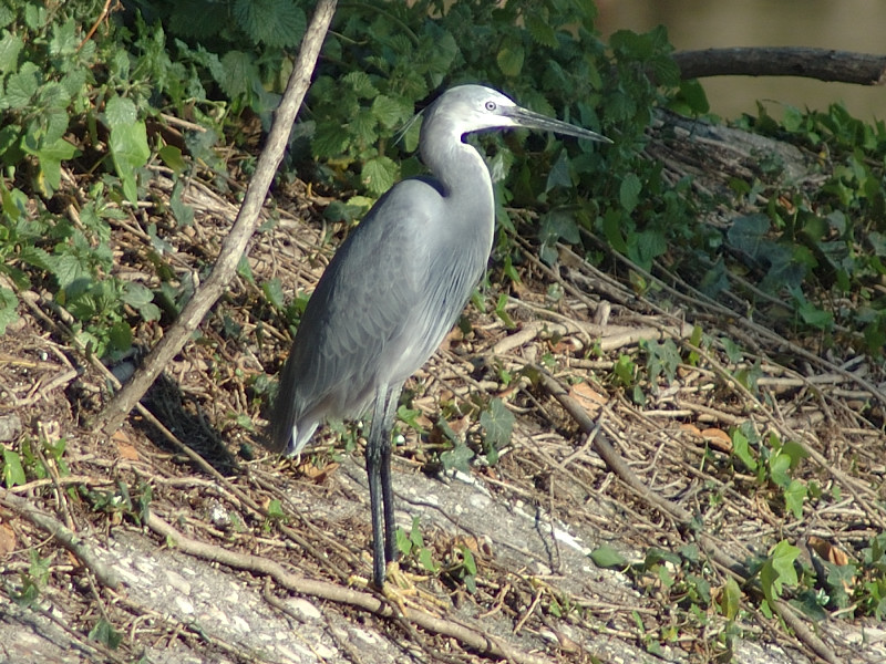 Garzetta - Egretta garzetta