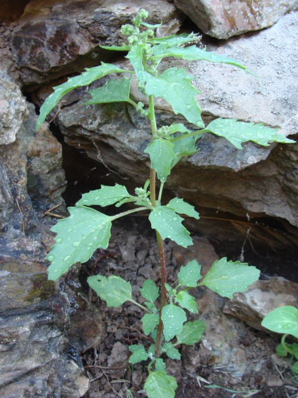 Aiuto per determinare....Chenopodium murale