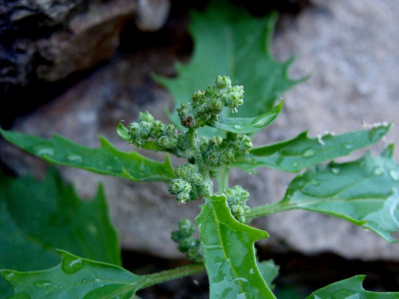 Aiuto per determinare....Chenopodium murale