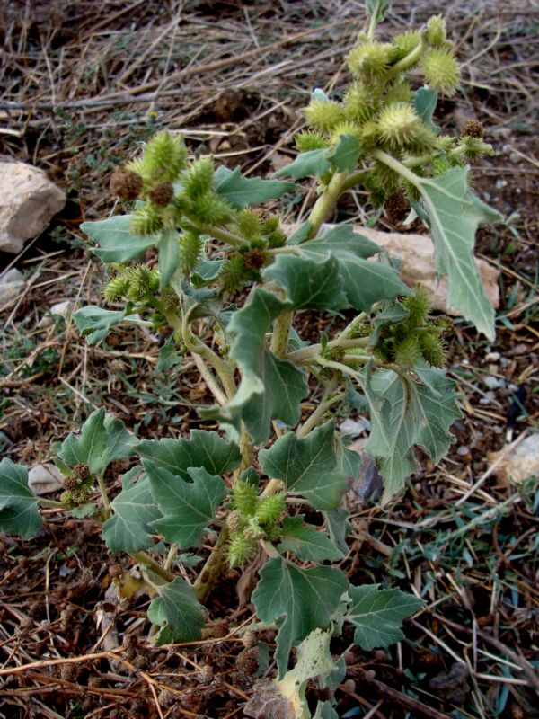 Xanthium strumarium / Nappola minore