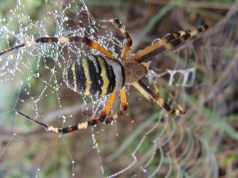Argiope bruennichi