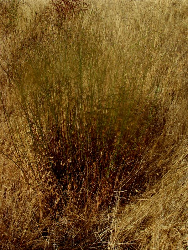 Verbena officinalis