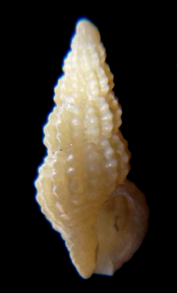Solita Chauvetia mamillata?