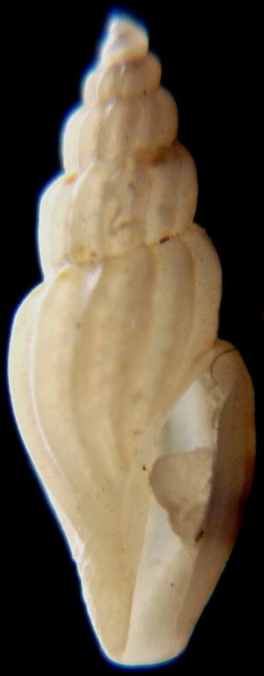 Mangelia multilineolata?