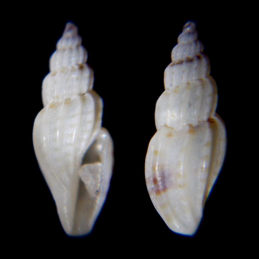 Mangelia multilineolata?