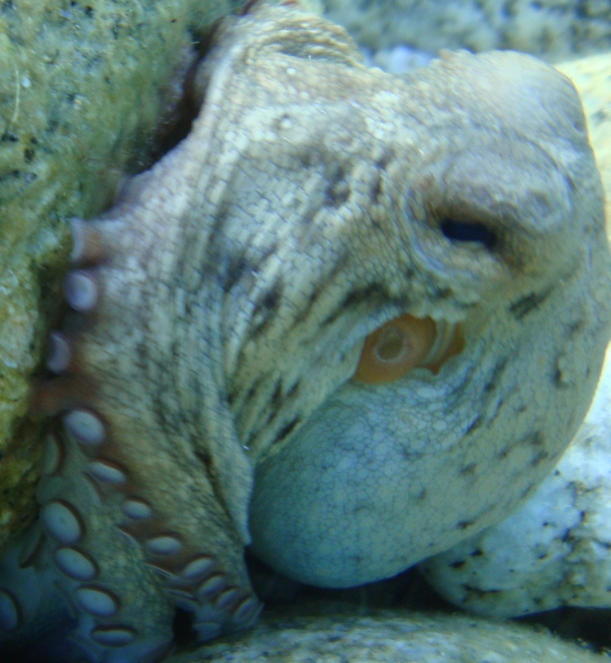 Octopus vulgaris