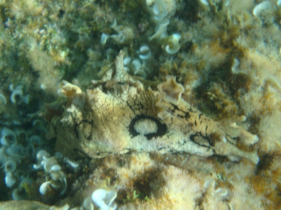 Aplysia dactylomela