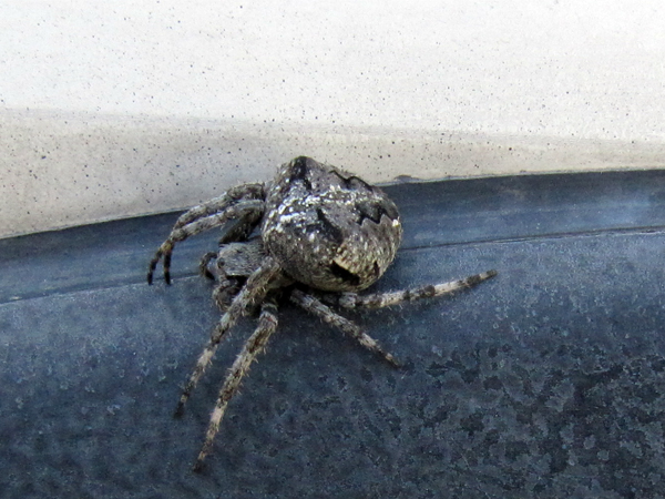 Araneus sp.