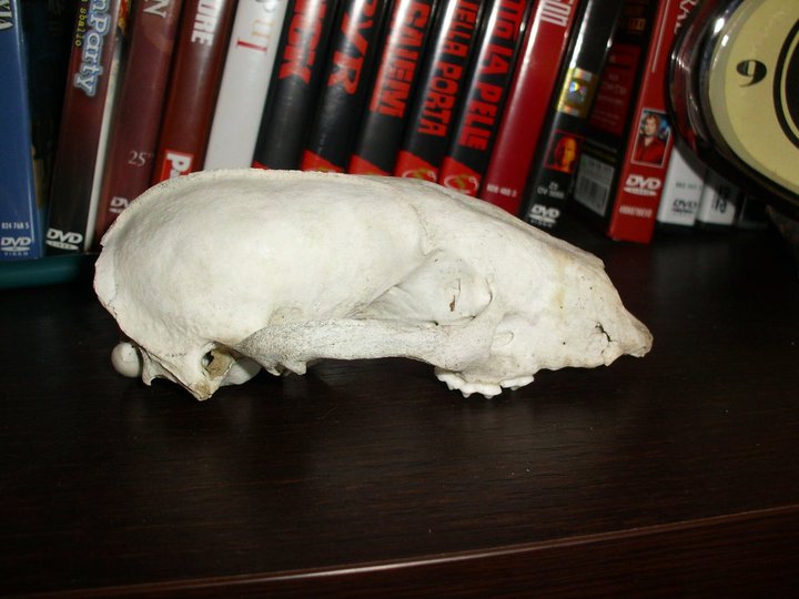 Identificazione cranio