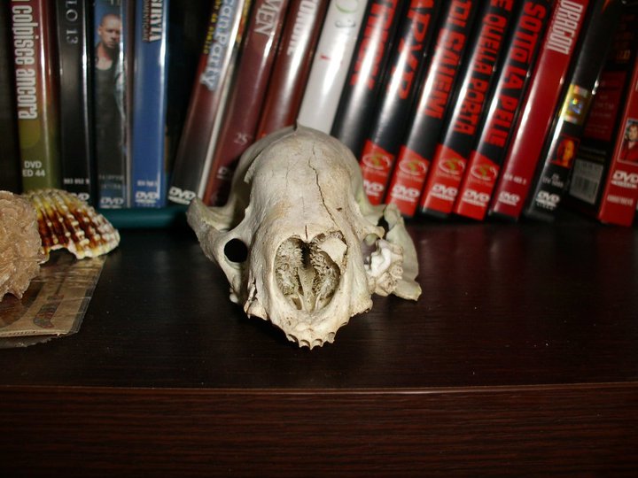 Identificazione cranio