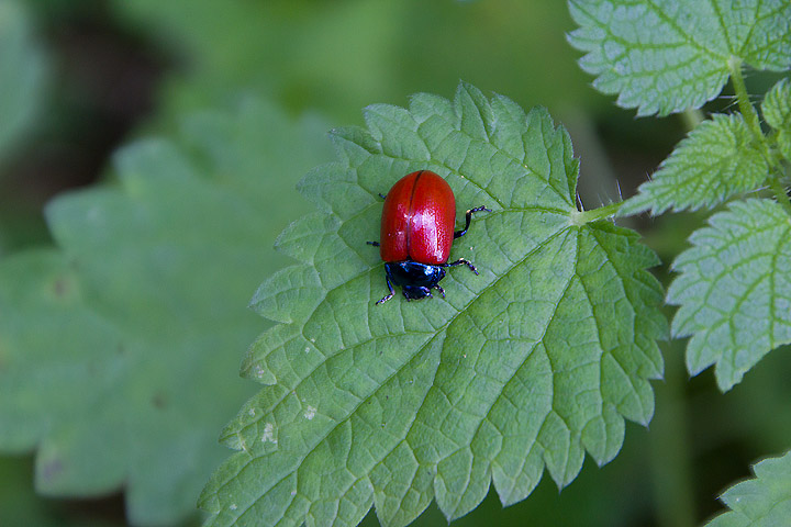 Chrysolina polita?