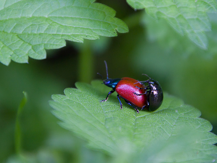 Chrysolina polita?