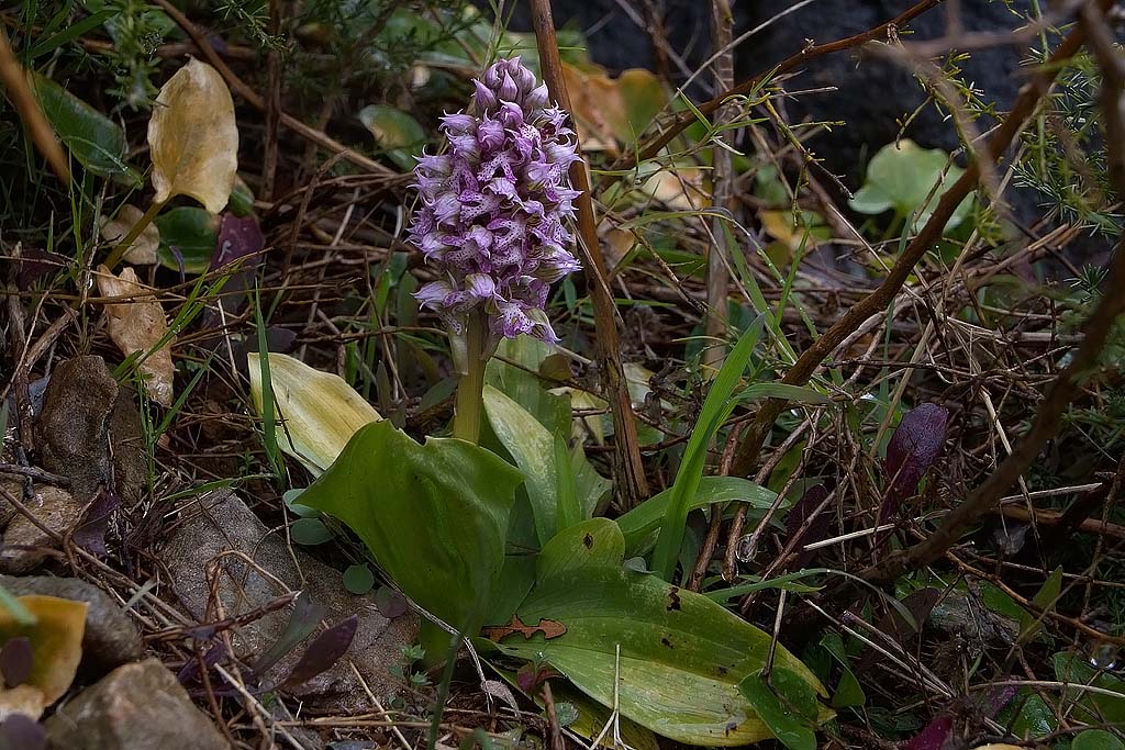 Neotinea lactea / Orchidea lattea