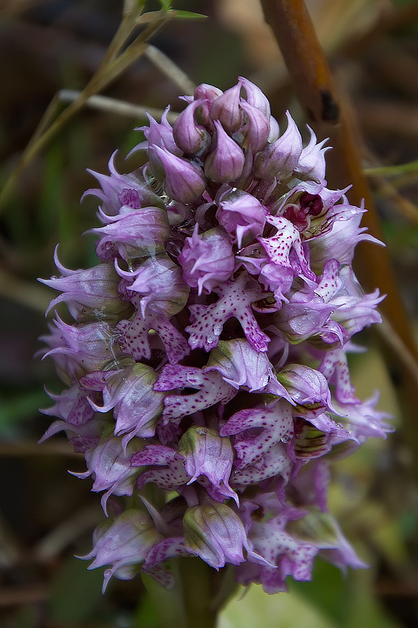 Neotinea lactea / Orchidea lattea