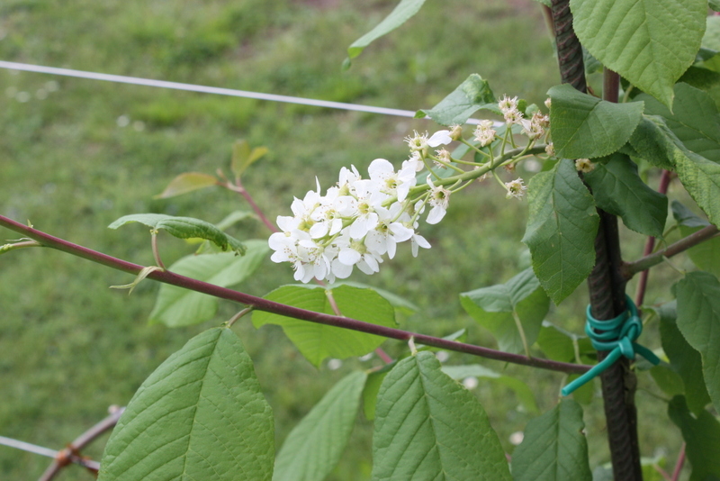 Prunus padus